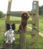 Sophy and Poppy being good on a walk